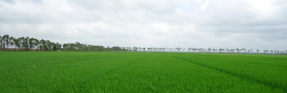 Nông nghiệp Việt Nam
